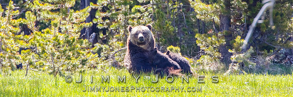 Grizzly Sow Nursing Cubs