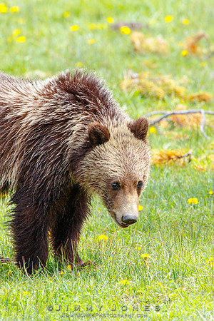 Grizzly Cub