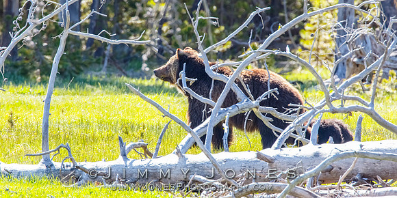 Grizzly Sow and Cubs