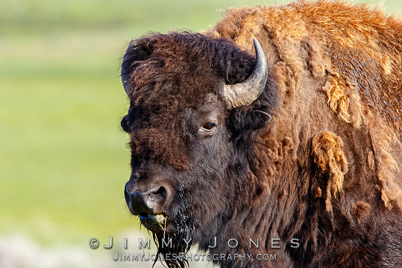 Bison