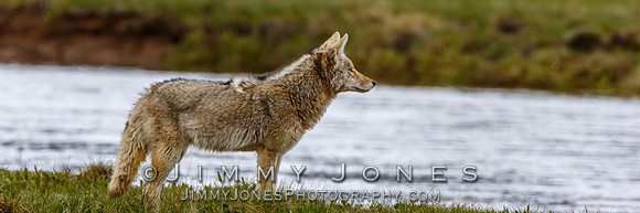 Coyote