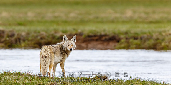 Coyote