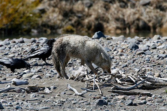 Coyote Raiding Canada Goose Nest