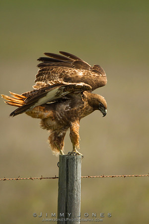 Red Tailed Hawk