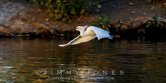 Snowy Egret