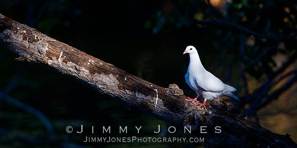 White Pigeon
