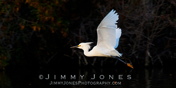 Snowy Egret