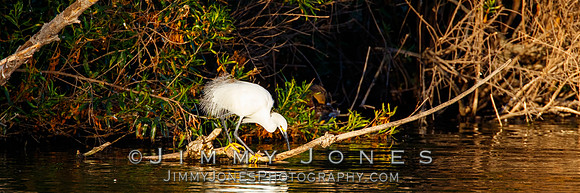 Snowy Egret