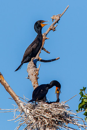 Double Crested Cormorant
