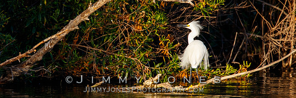 Snowy Egret