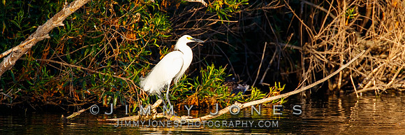 Snowy Egret