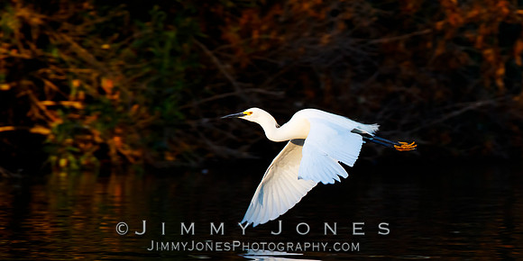Snowy Egret