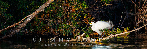 Snowy Egret