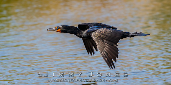 Double-Crested Cormorant