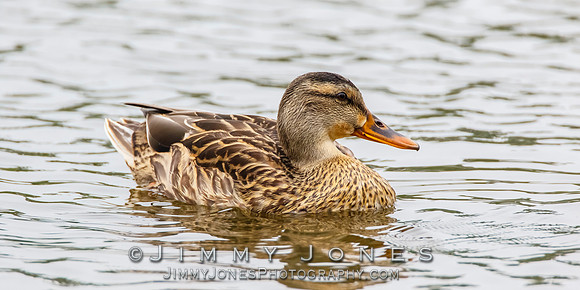 Female Mallard