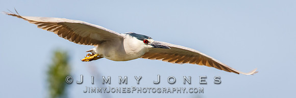 Black-crowned Night Heron