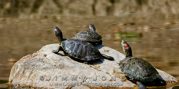 Red-eared sliders
