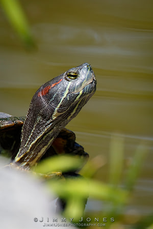 Red-eared slider