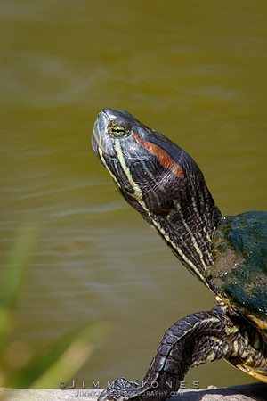 Red-eared slider