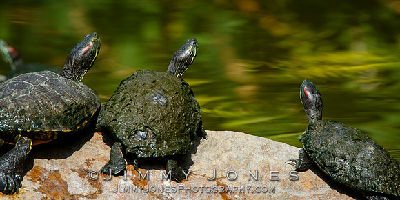 Red-eared sliders