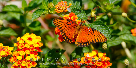 Fritillary, Gulf Agraulis vanillae