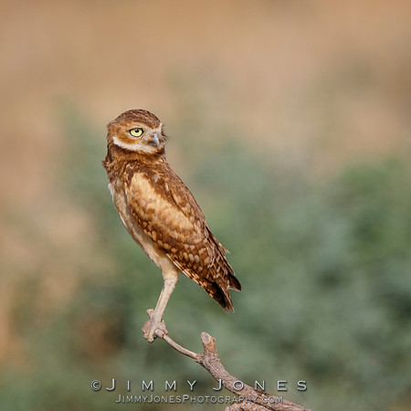 Burrowing Owl