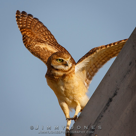 Burrowing Owl