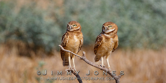Burrowing Owls