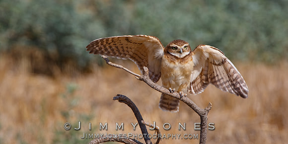 Burrowing Owl