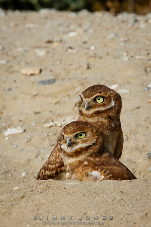 Burrowing Owls