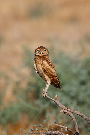 Burrowing Owl