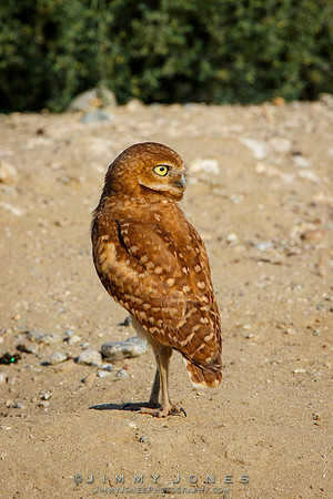 Burrowing Owl