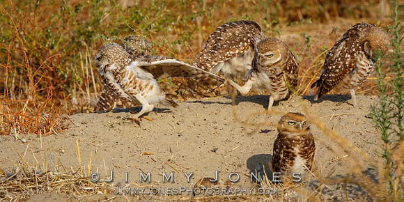 Burrowing Owls
