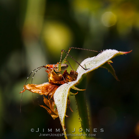 Katydid Bush Nymph