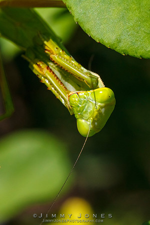 Praying Mantis
