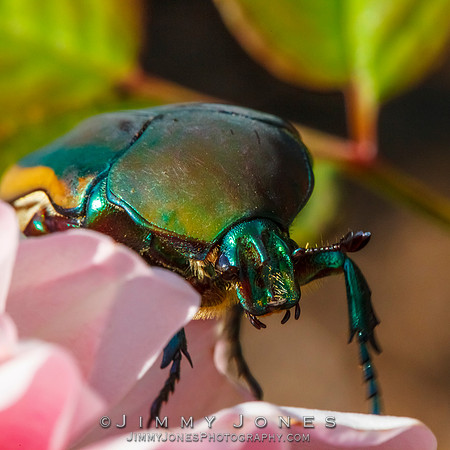 Figeater Beetle