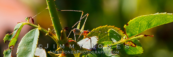 Katydid Bush Nymph