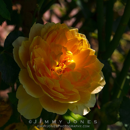 Yellow Flower