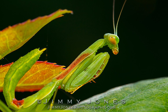 Praying Mantis