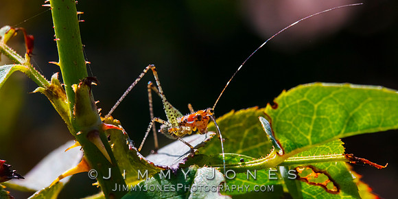 Katydid Bush Nymph