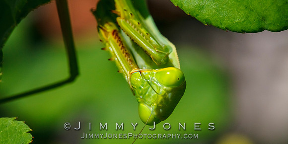 Praying Mantis