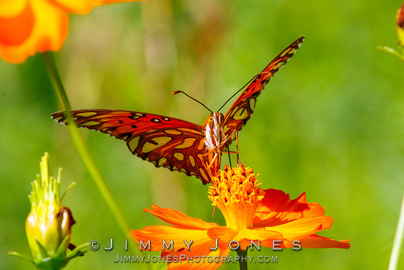 Fritillary, Gulf Agraulis vanillae