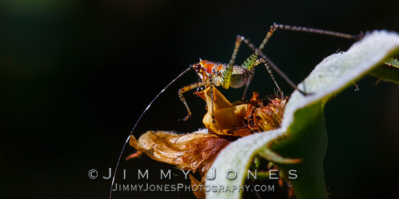 Katydid Bush Nymph