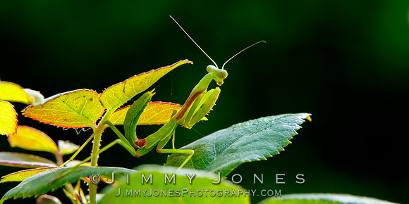 Praying Mantis