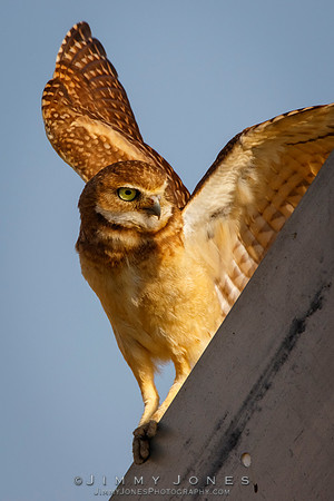 Burrowing Owl - CS/P0614