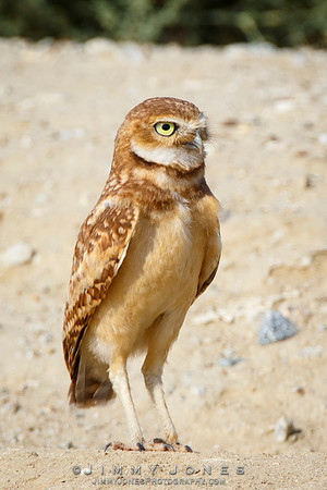 Burrowing Owl - CS/P0617