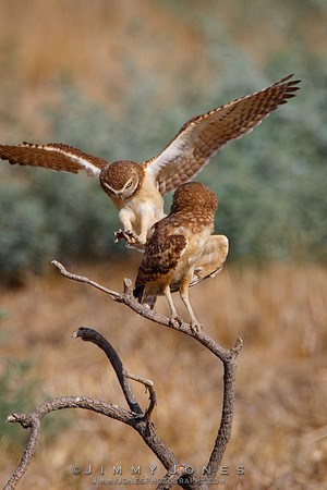 Burrowing Owls - CS/P0618