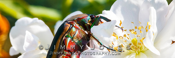 Figeater Beetle - BS/P0117