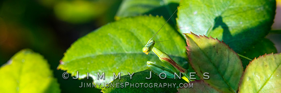 Praying Mantis - BS/P0118