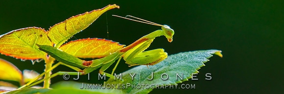 Praying Mantis - BS/P0119